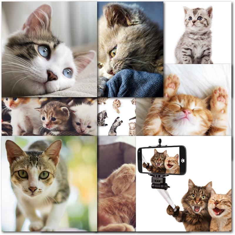 Pack of 60 Mixed C60 Square Cat Lovers Birthday & Blank Cards