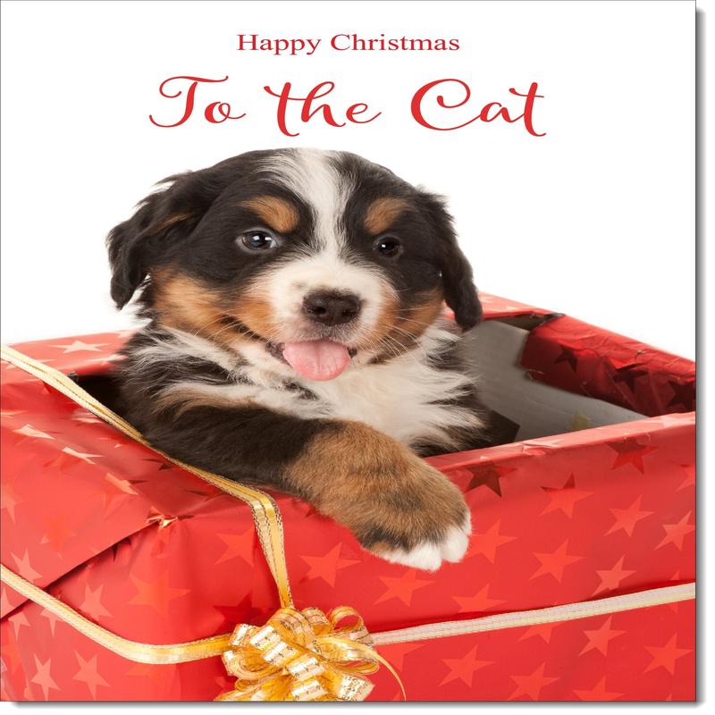 To The Cat Christmas Card Bernese Mountain Puppy in Parcel
