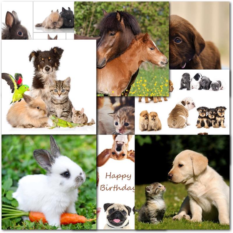 Pack of 60 Mixed C60 Square Male and Female Pet Birthday & Blank Cards