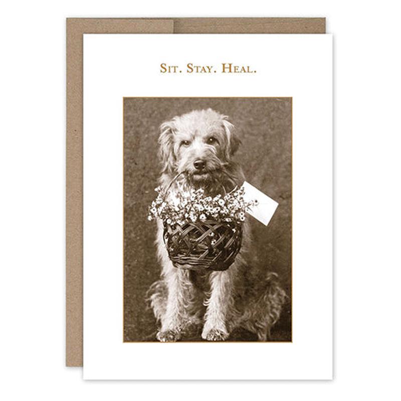 Sit. Stay. Heal.