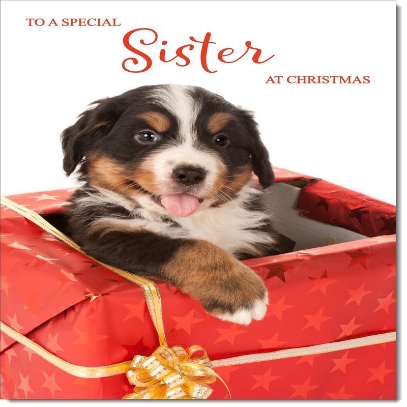 Sister Christmas Card Bernese Mountain Puppy in Parcel