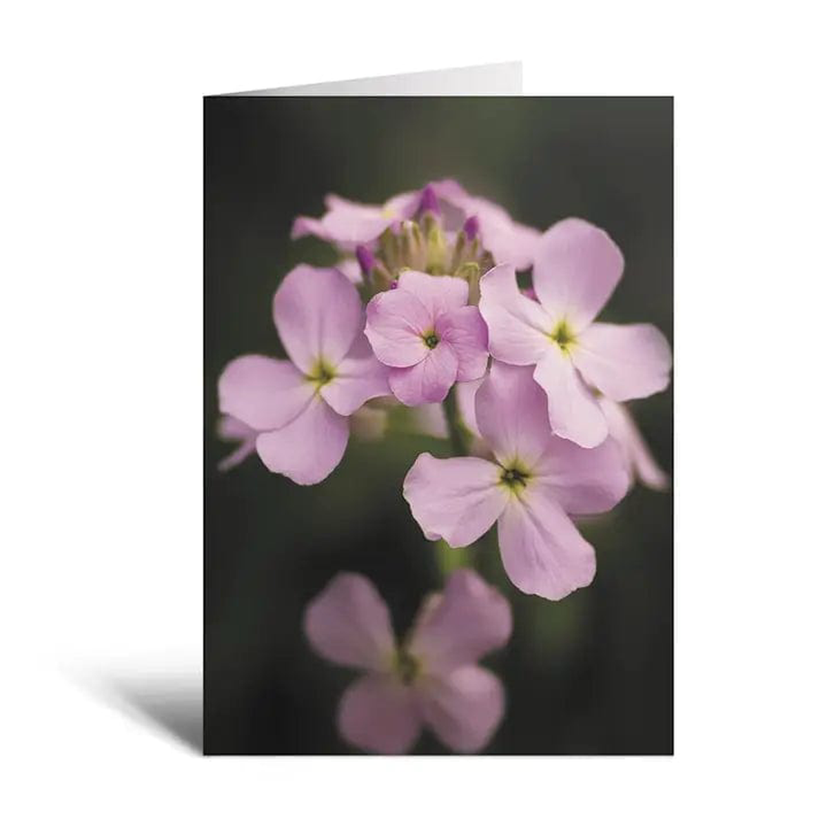 Sweetness Flower Greeting Card