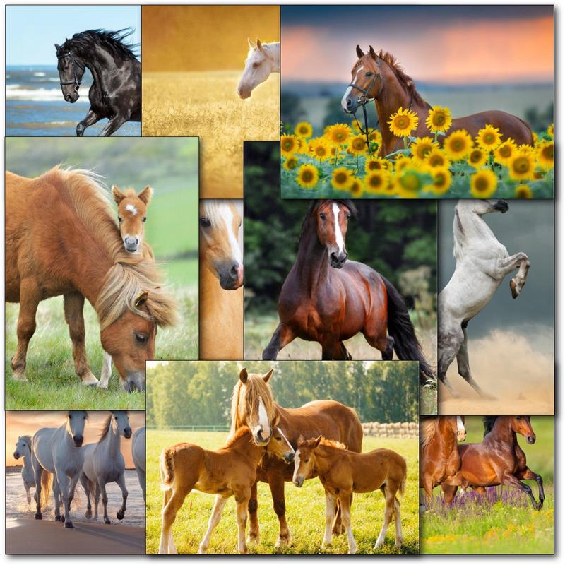 Pack of 60 Mixed C50 Small Horse Lovers Blank Cards - Horses, Pony, Foal, Foals