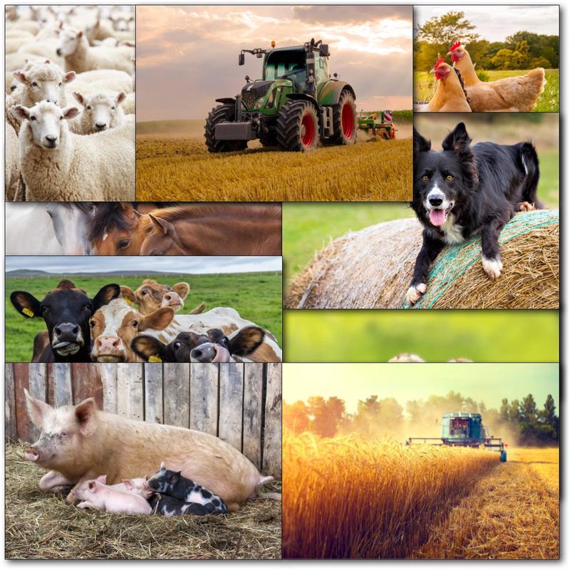 Pack of 60 Mixed C50 Small Male and Female Farm Machinery & Animals Blank Cards