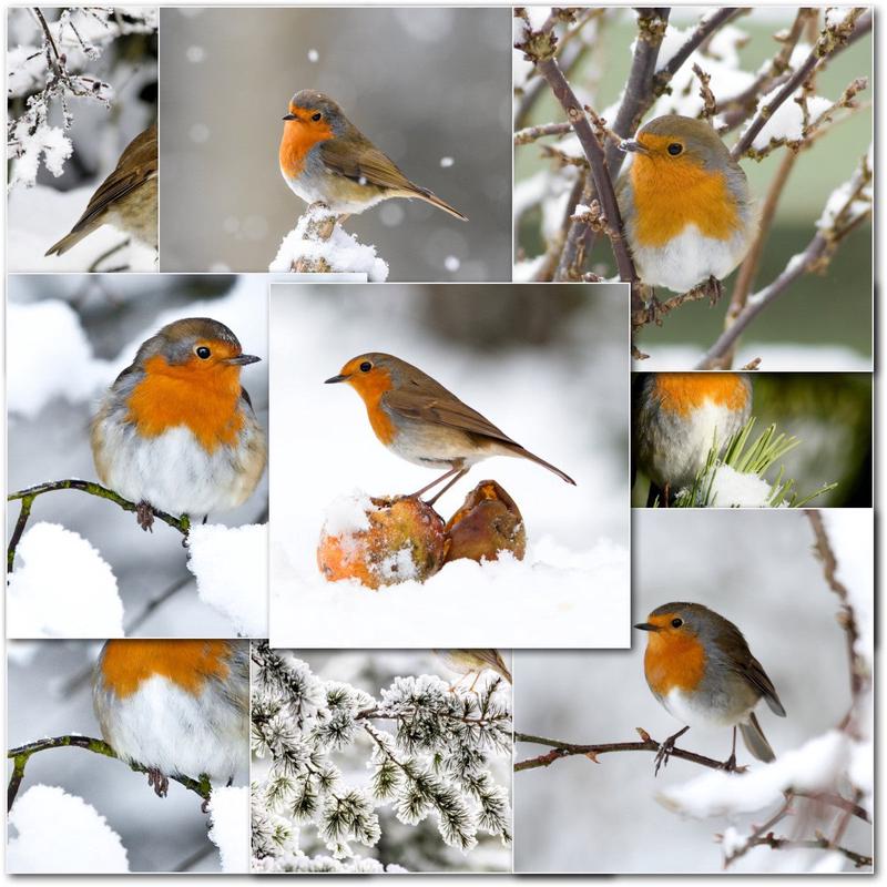 Pack of 60 Mixed C60 Square Robins Christmas Cards